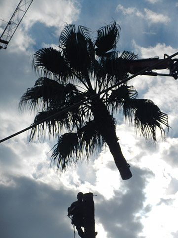 Tree climbing