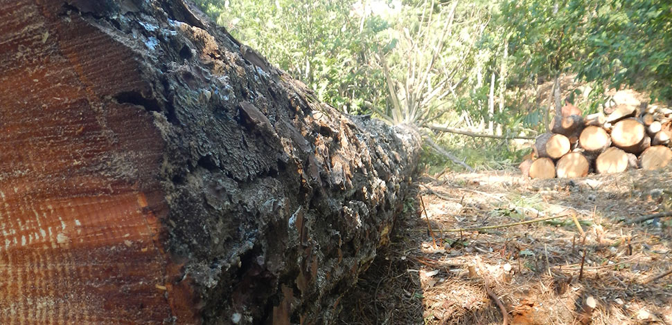 Slideshow - Giardinieri specializzati nella potatura ed abbattimento di alberi e in altri servizi operanti nella zona liguria - piemonte